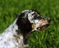 Setter Anglais IXIA DE LA MÉROISE Setter Anglais IXIA DE LA MÉROISE
